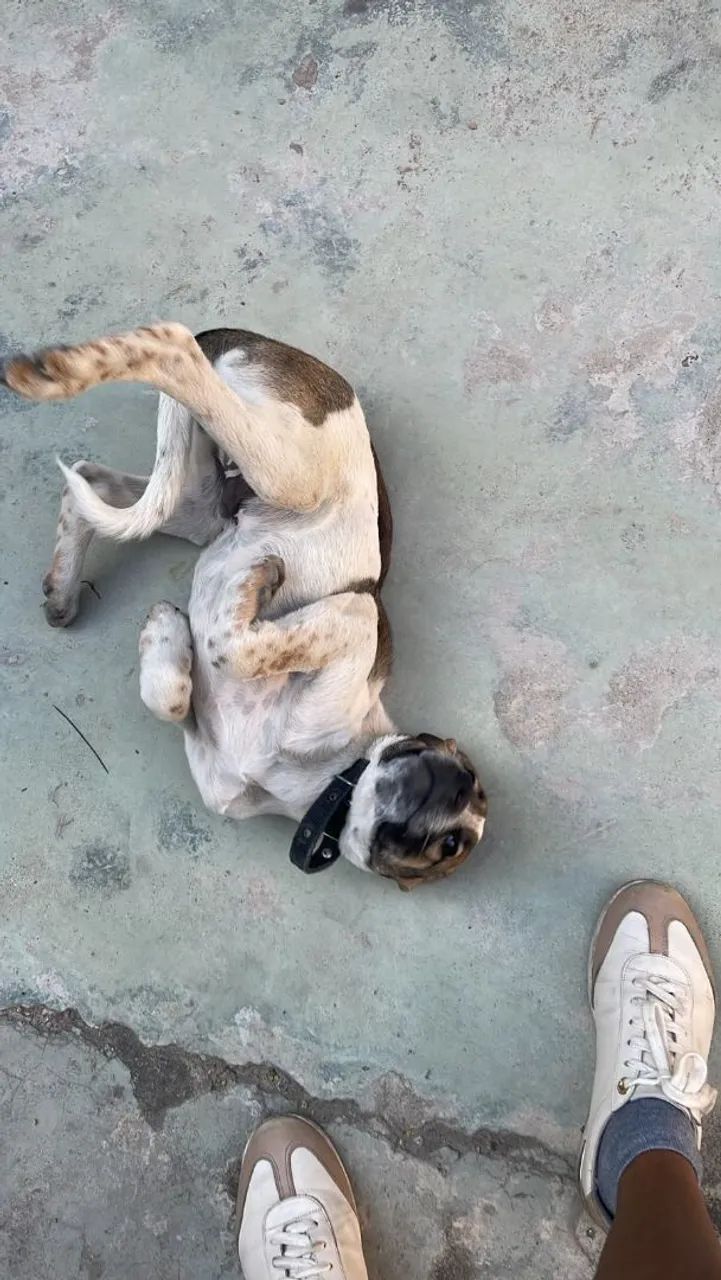 Doação cachorro macho 3 meses  - Foto 4