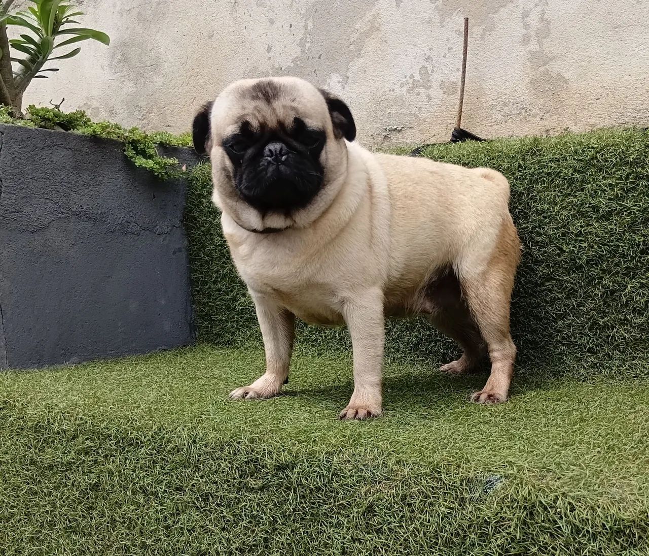 Pug fêmea  - Foto 2