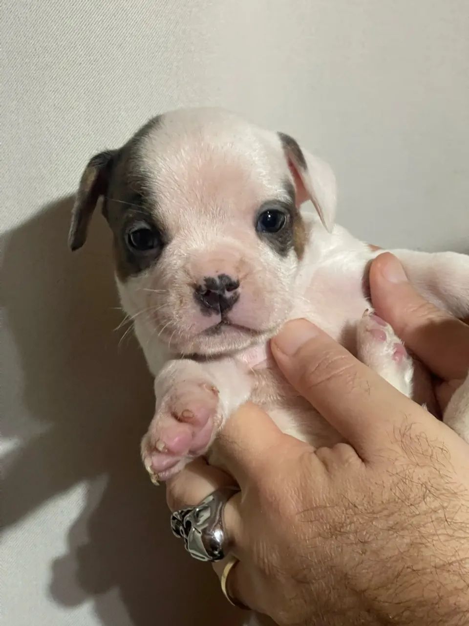 American bully exotic  - Foto 4