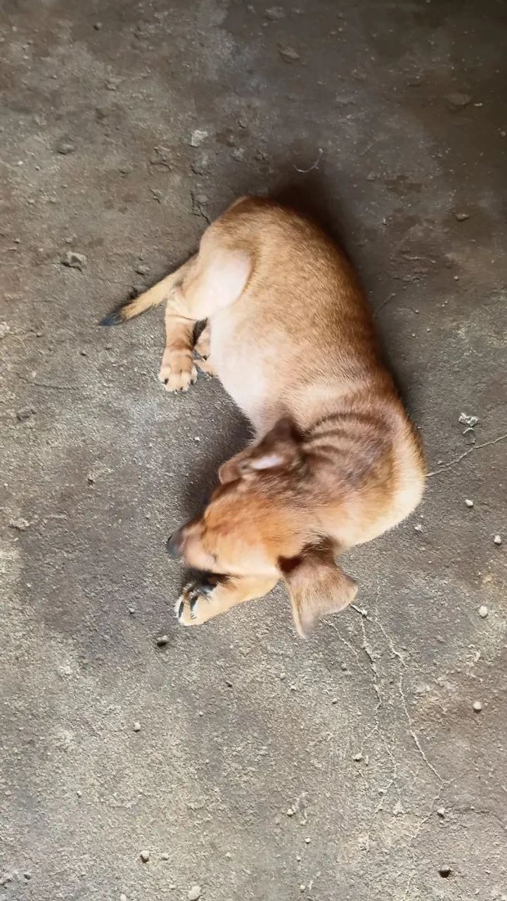 Animal para doação - Foto 4