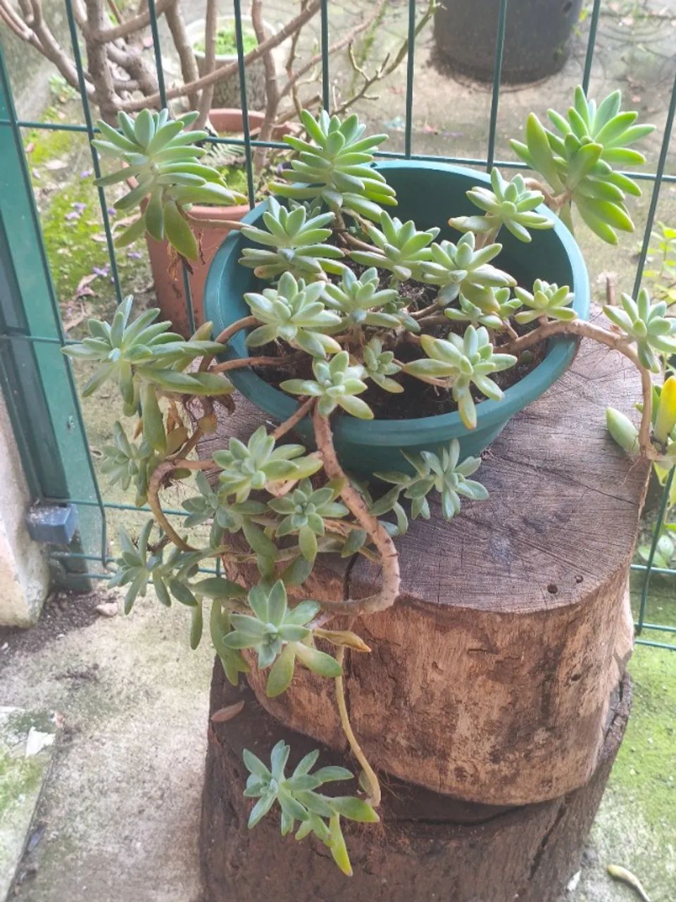 Planta suculenta  - Foto 2