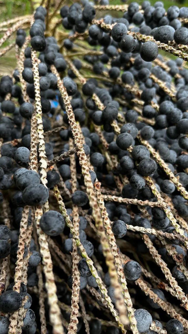 Saca de açaí em Caroço - 50 kgs - Ótima Qualidade - Foto 2