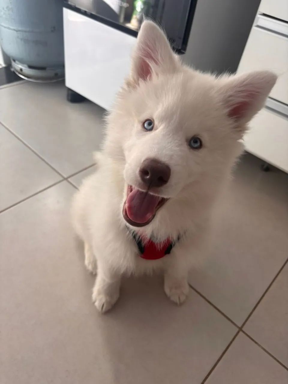 Husky Siberiano  - Foto 3