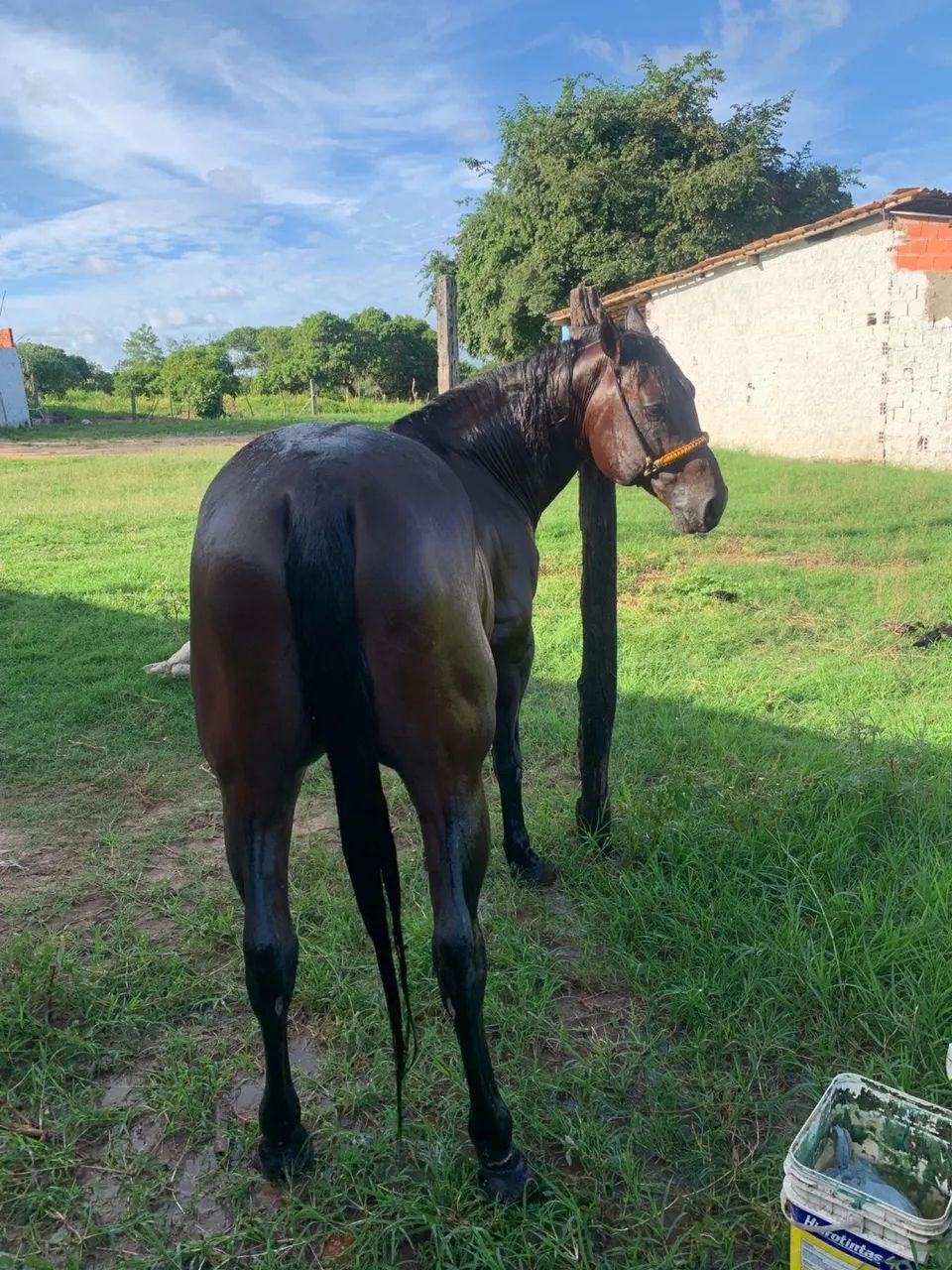 Cavalo de vaquejada - Foto 4