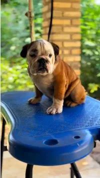 cachorro - Foto 2