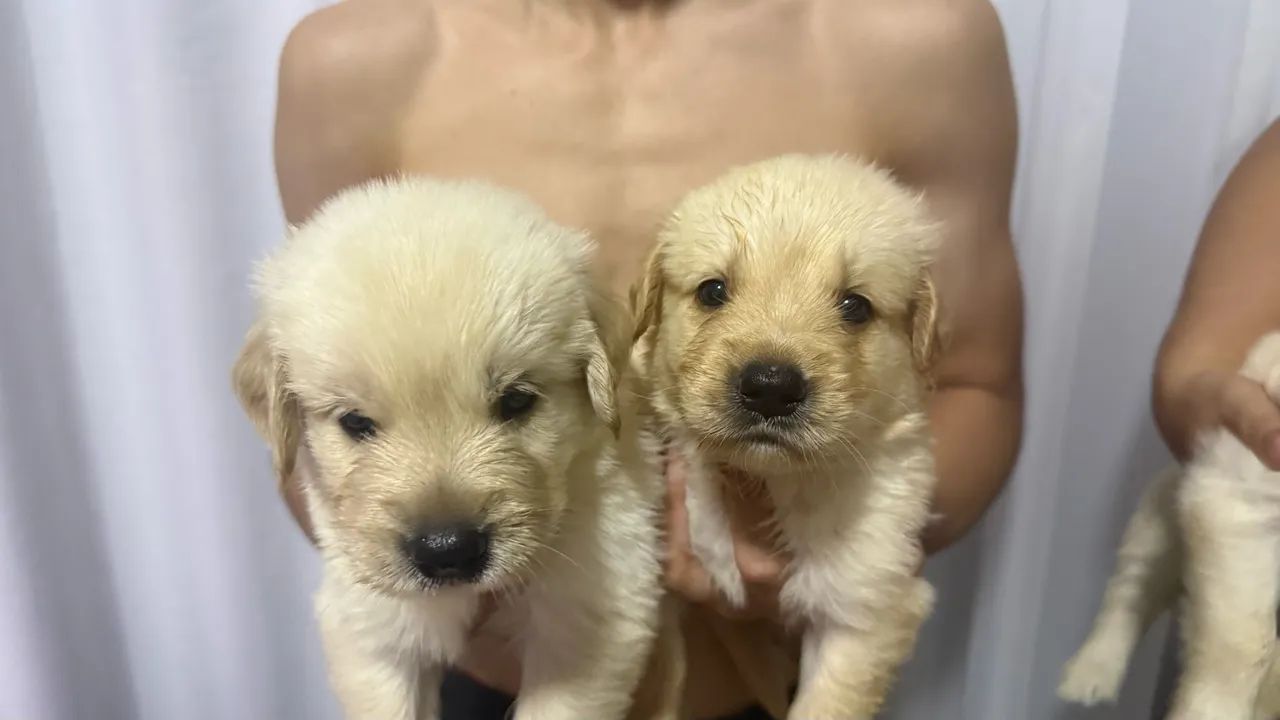 Golden Retriever  - Foto 5