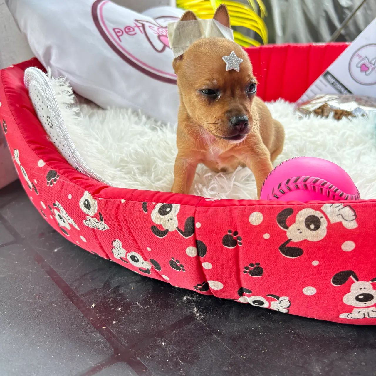 Pinscher MICRO macho - Foto 2