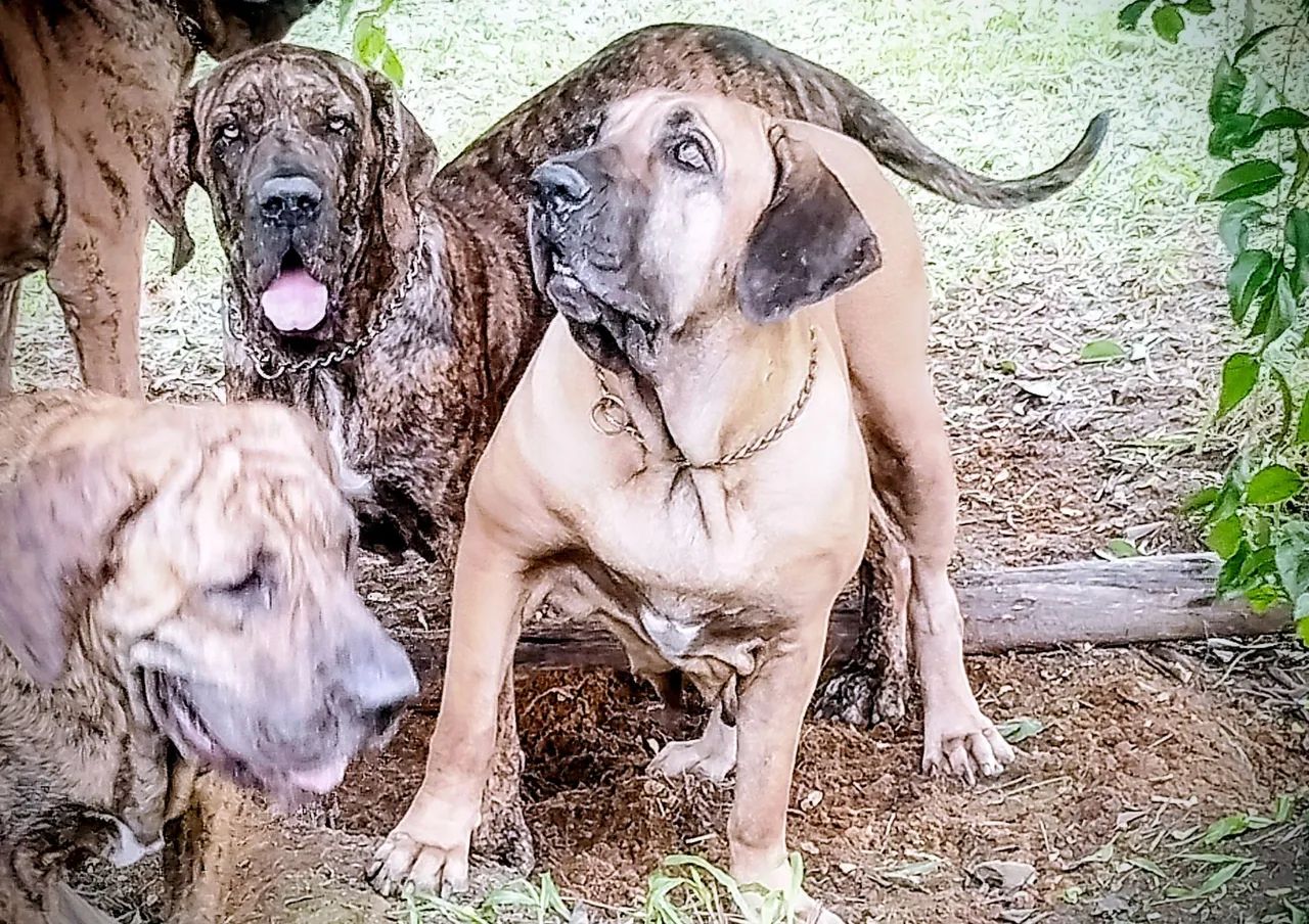 fila brasileiro  - Foto 5