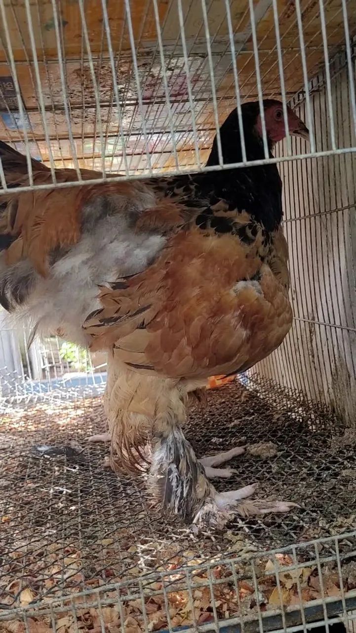 Frango Brahma Buff - Foto 2