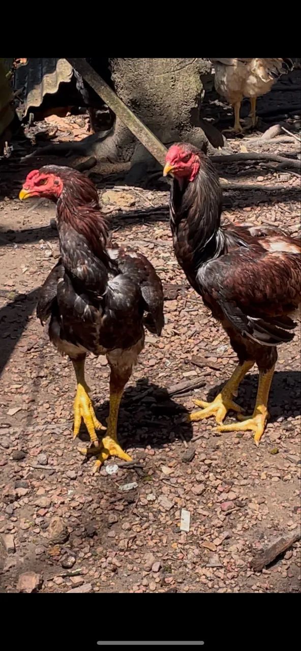 Frango - Foto 3