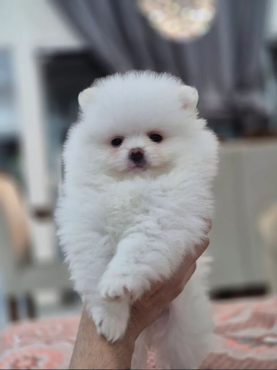 Spitz alemão  - Foto 2