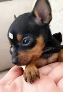 Miudinho pinscher zerinho 