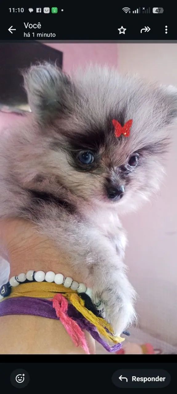 Spitz cor exóticas anao - Foto 3