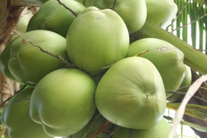 agua de coco - Foto 2