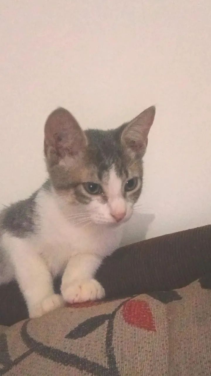 Adoção  - Foto 2