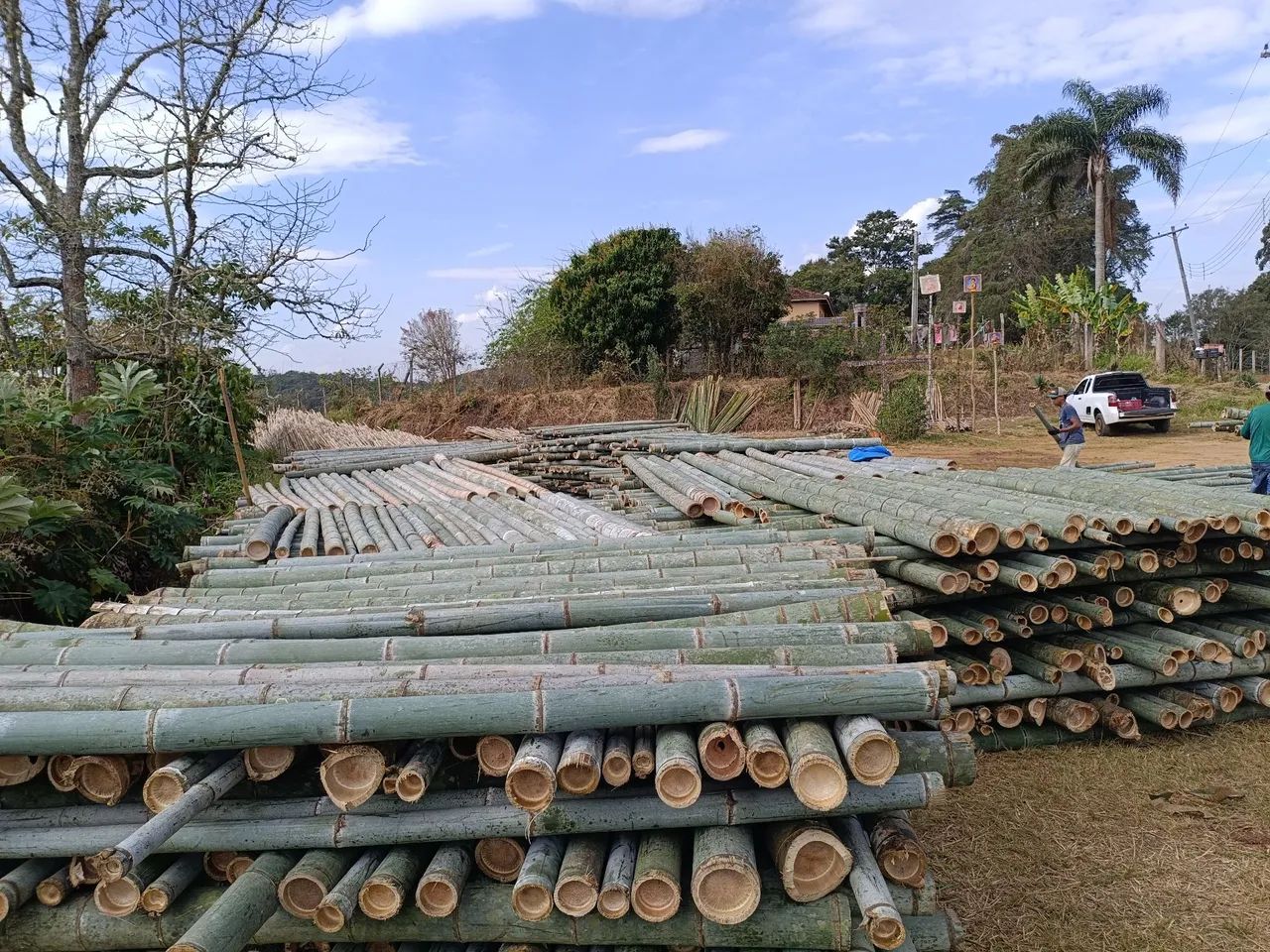 Vende-palanque .(Bambu chinês) - Foto 2