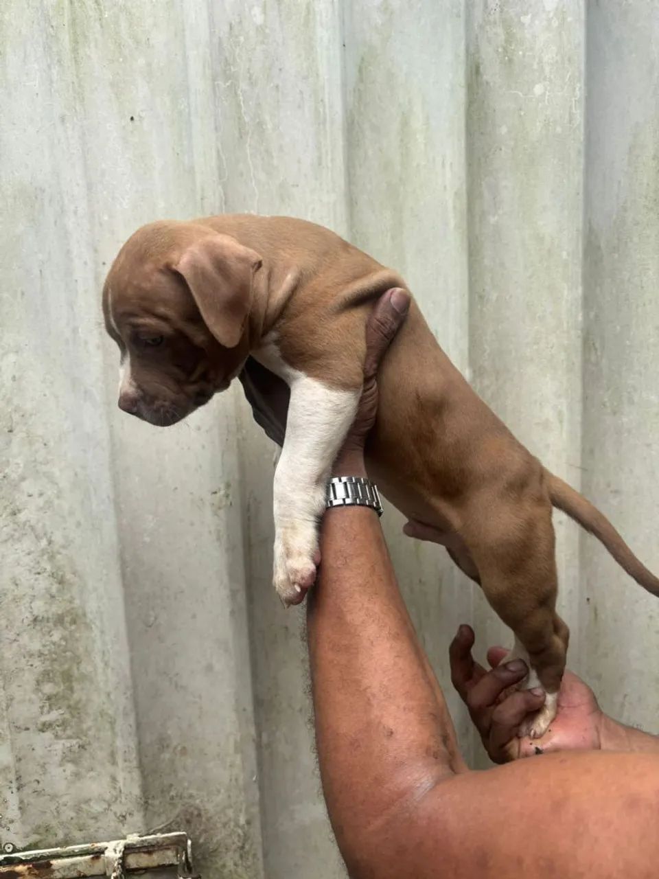 PITMONSTER, PITBULL - Foto 3