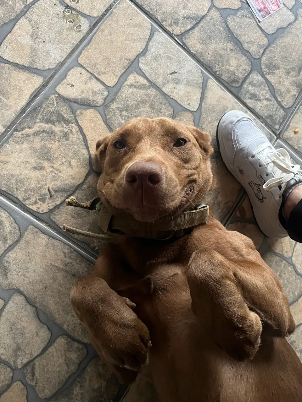 Doa-Se PitBull - Foto 4