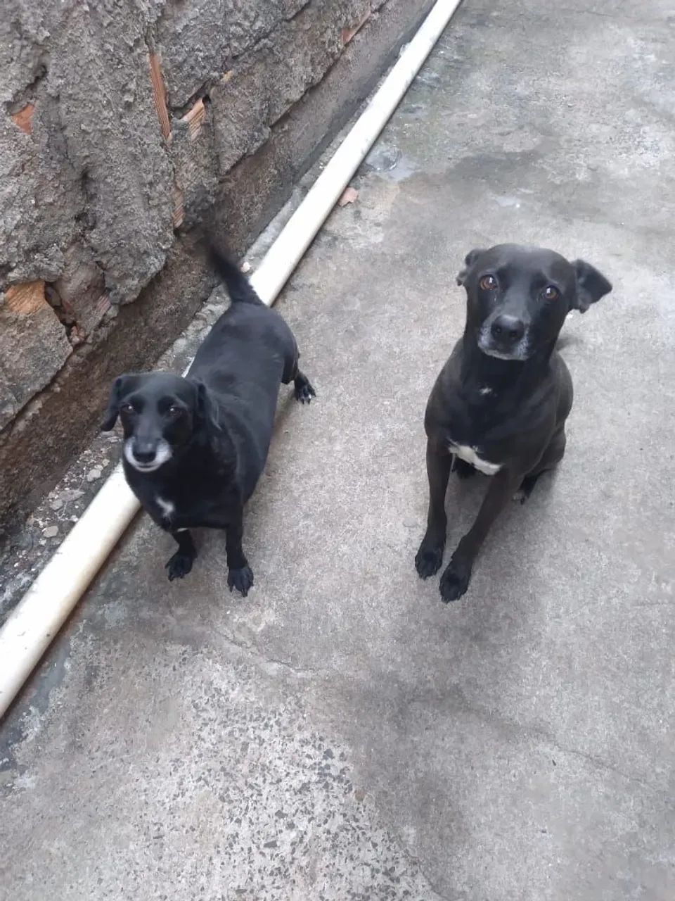 Cachorros  - Foto 2