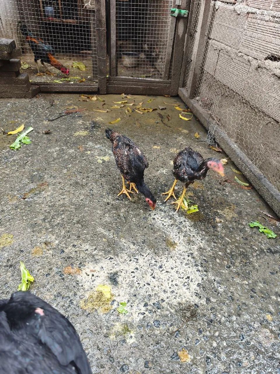 Vendo frangas e frango índio  - Foto 4