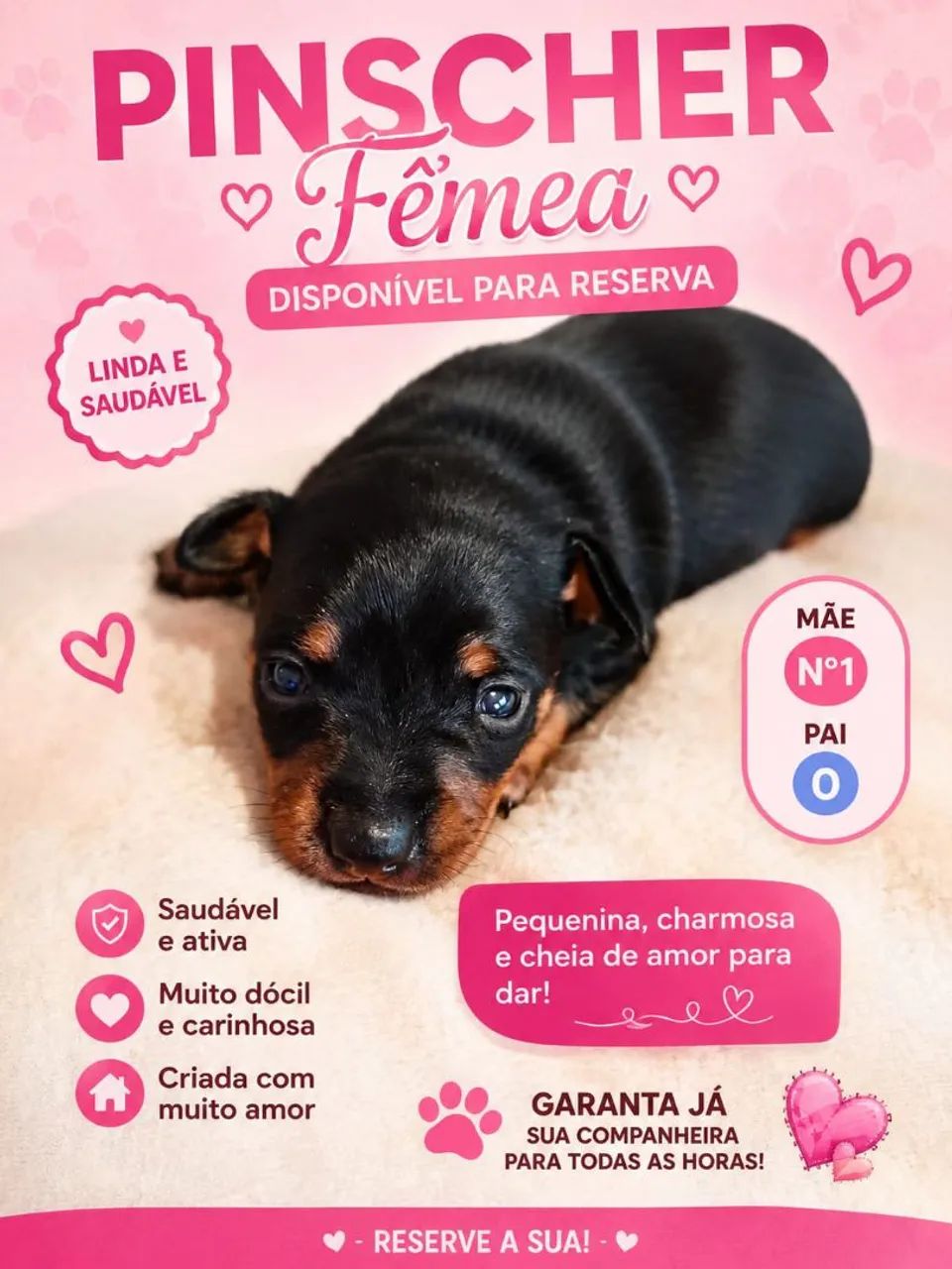 Pinscher fêmea 
