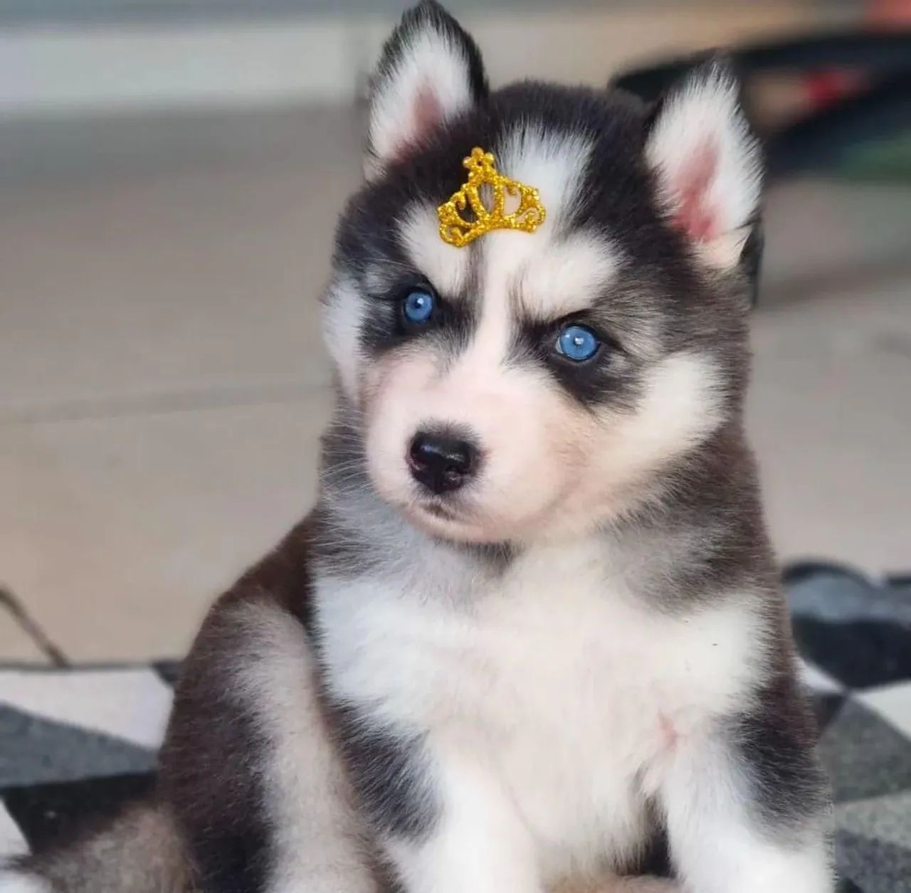 Husky siberiano  - Foto 5