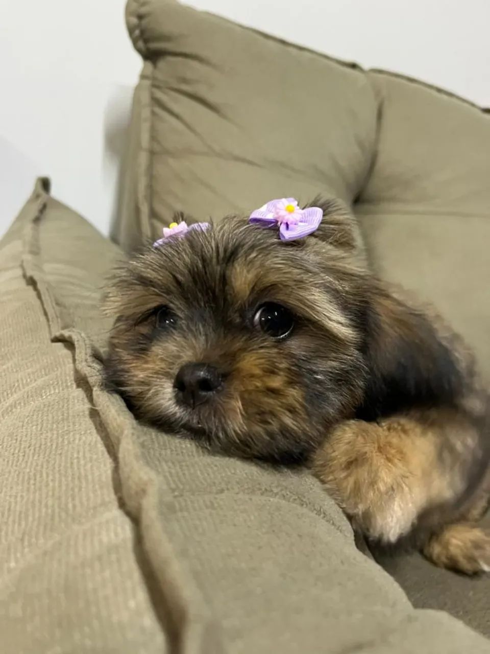 Shitzu