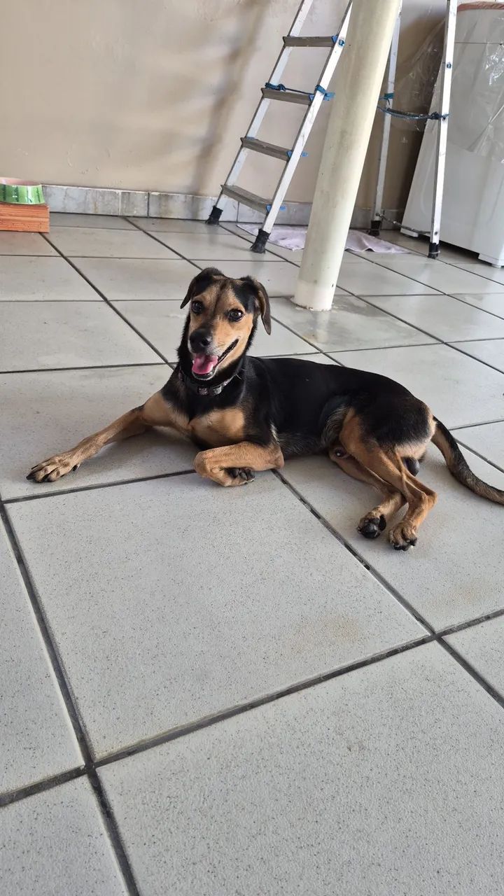 Doação de cachorro!