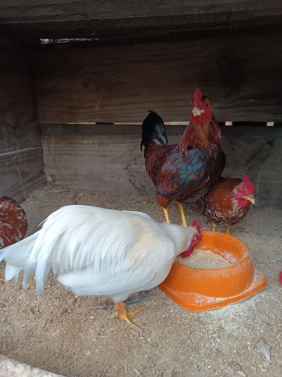 Galinha garnisé  - Foto 2