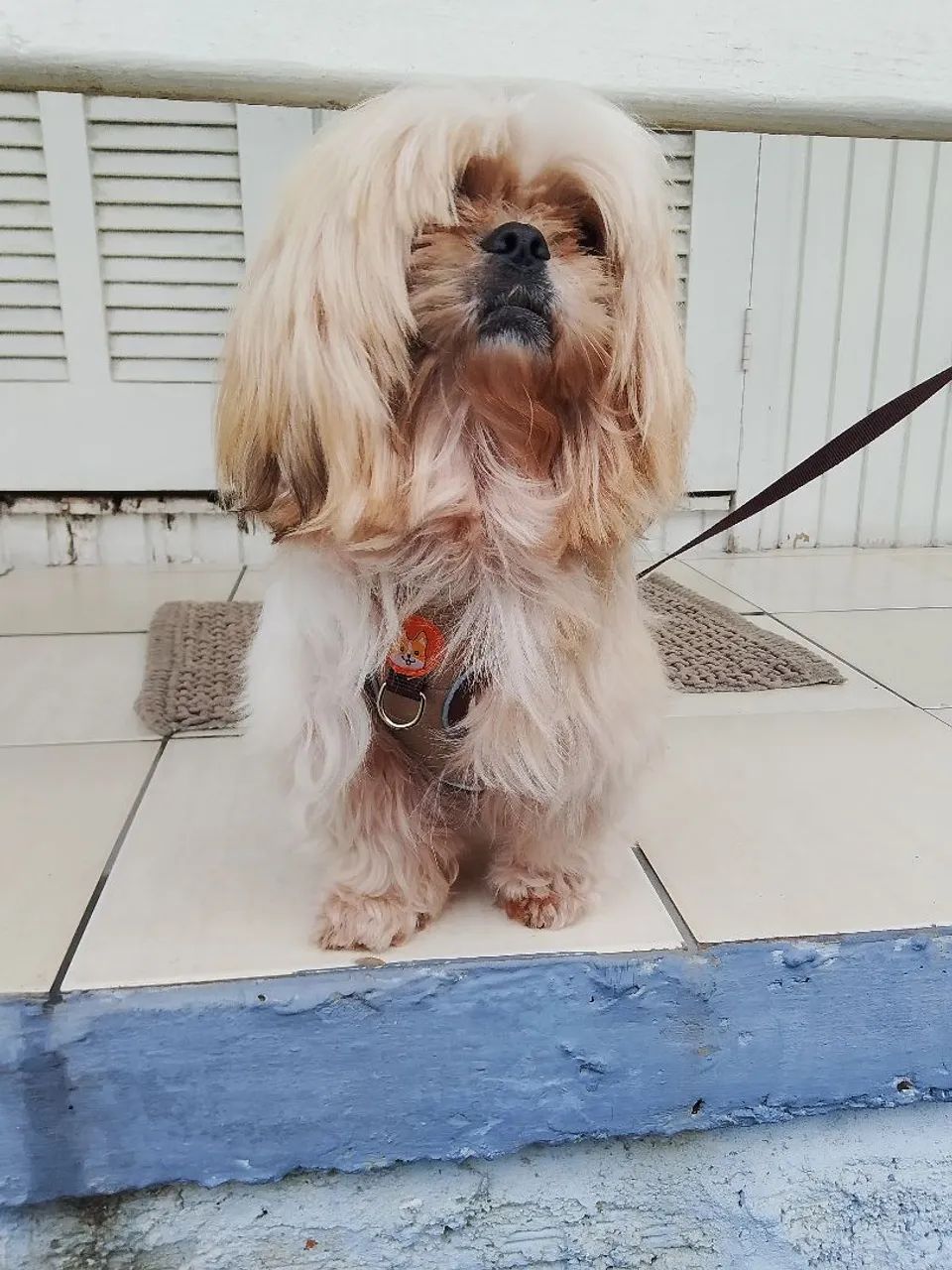 Vendo shitzu ele tem um ano de idade  - Foto 5