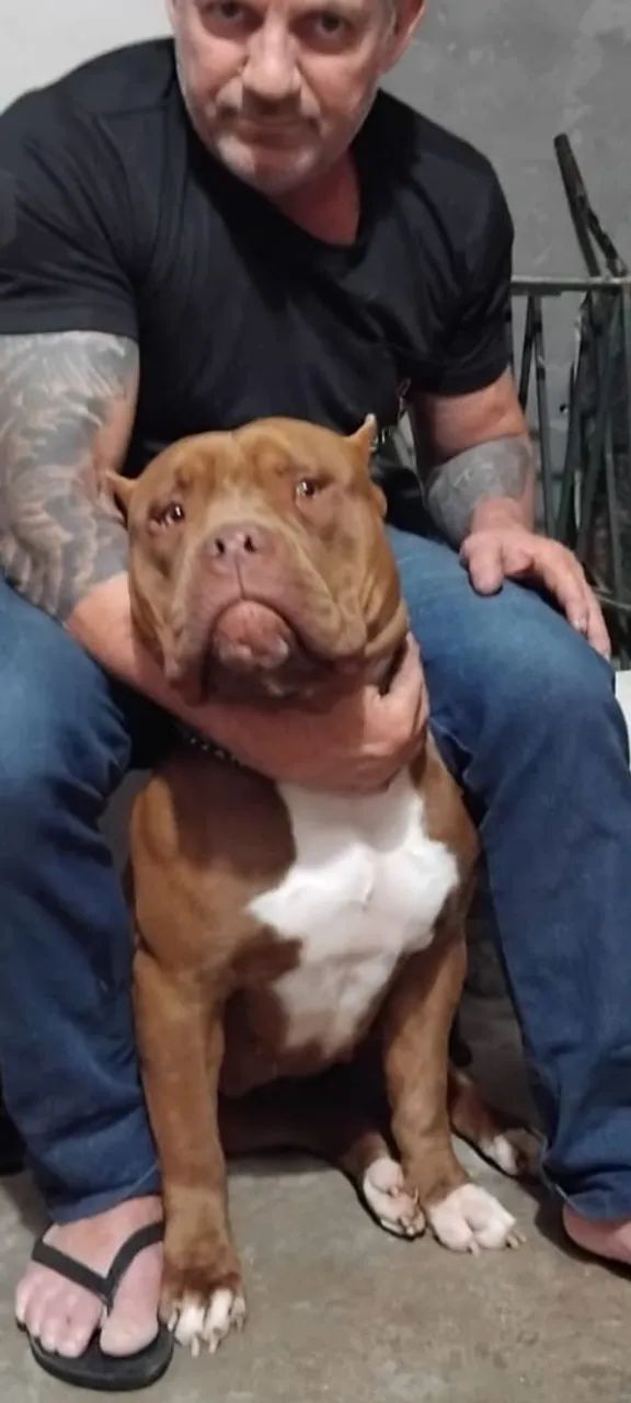 Pitbull Monsters 