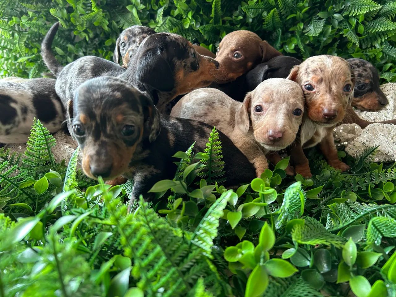 Filhotes Dachshund / salsicha / Teckel 