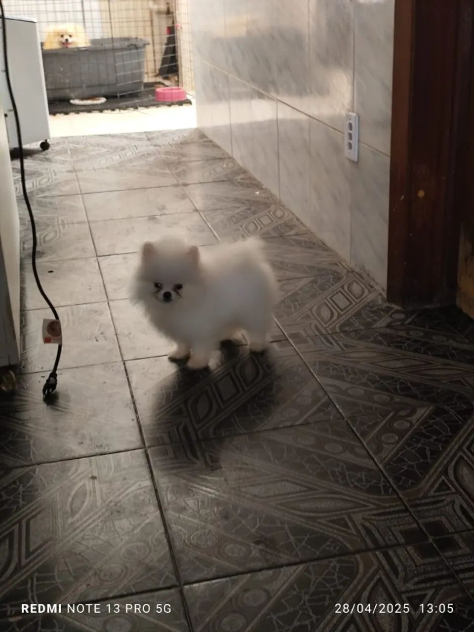 Lulu da Pomerânia anão - Foto 2