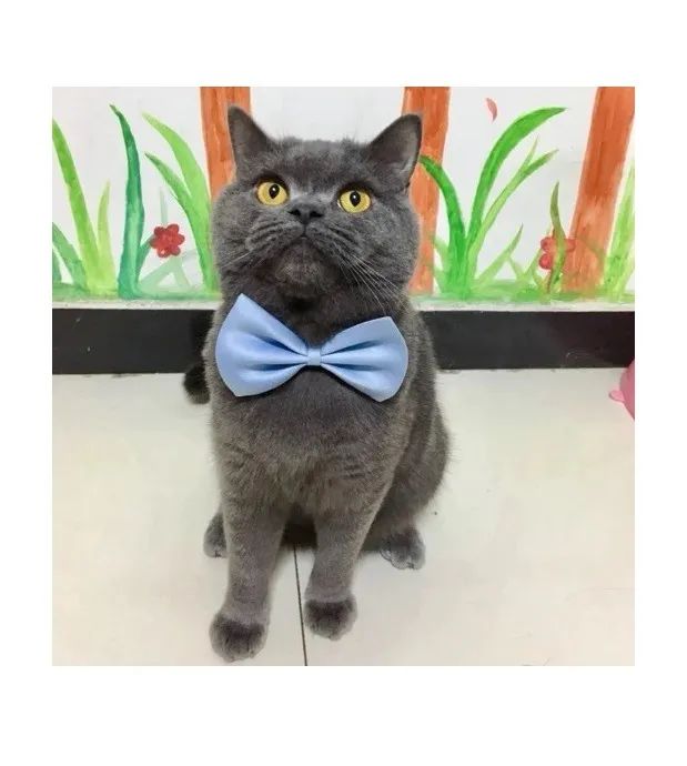 01 Gravata Gravatinha Borboleta Para Pet Cão Cachorro Gato - Foto 5