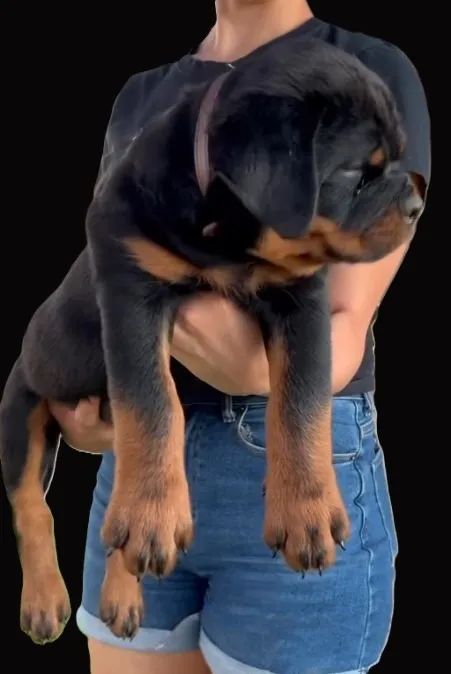 ROTTWEILER DISPONÍVEIS - Foto 5