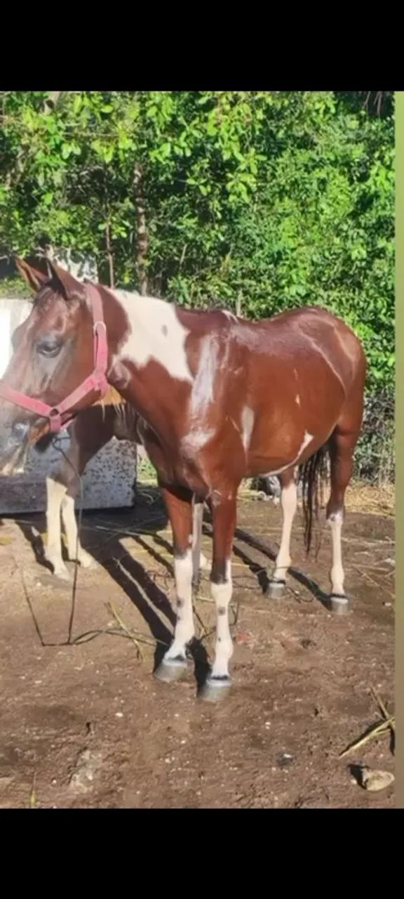 Vendo égua  boa de tudo  - Foto 2