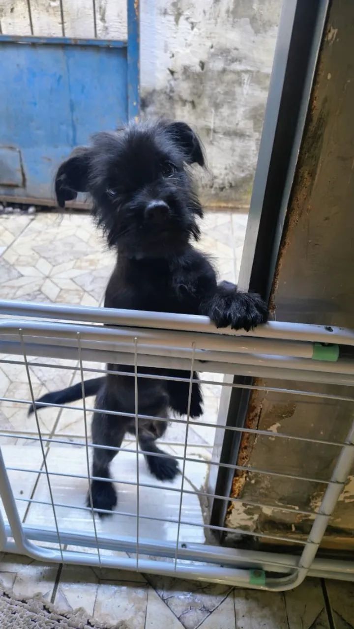 Cachorro  - Foto 2