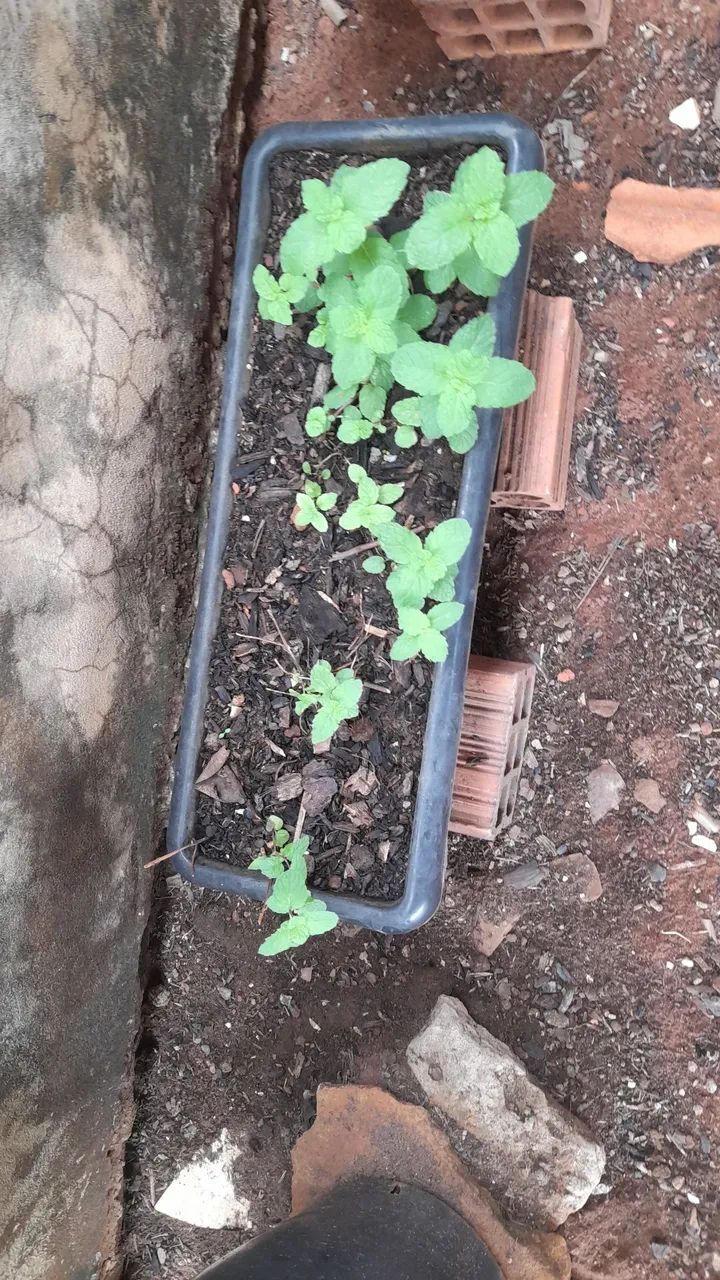 Plantas  - Foto 4