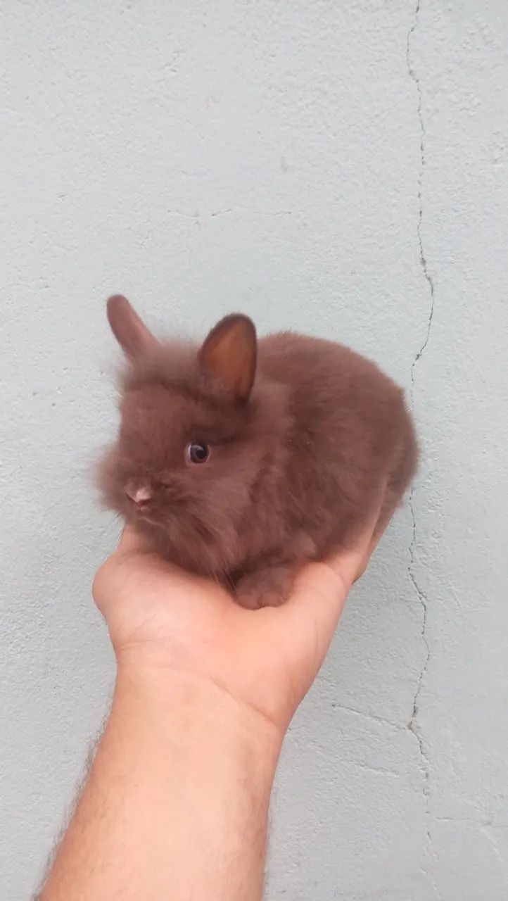 Mini coelhinho  - Foto 2