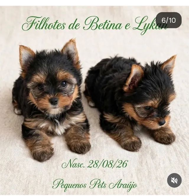 Filhotes machos de yorkshire  - Foto 3