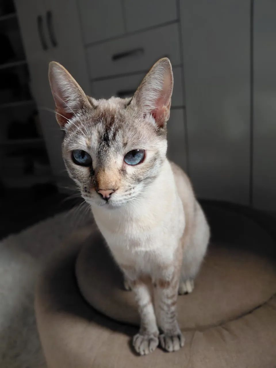 Gata Nala DESAPARECIDA - Foto 2