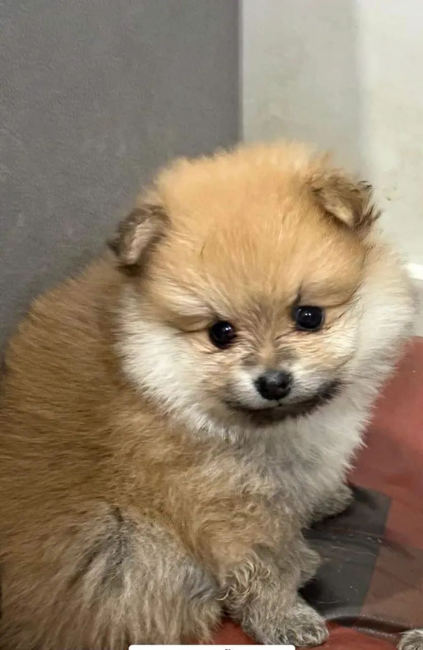 Lulu
