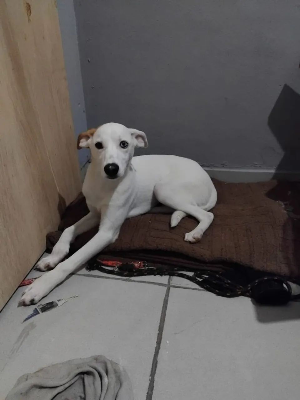 ADOÇÃO RESPONSÁVEL PENÉLOPE  - Foto 3