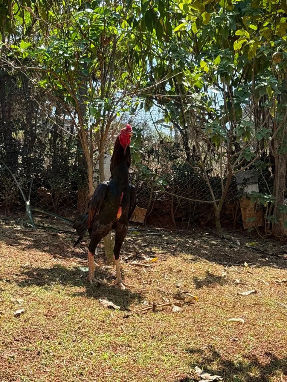 Indio gigante  - Foto 5
