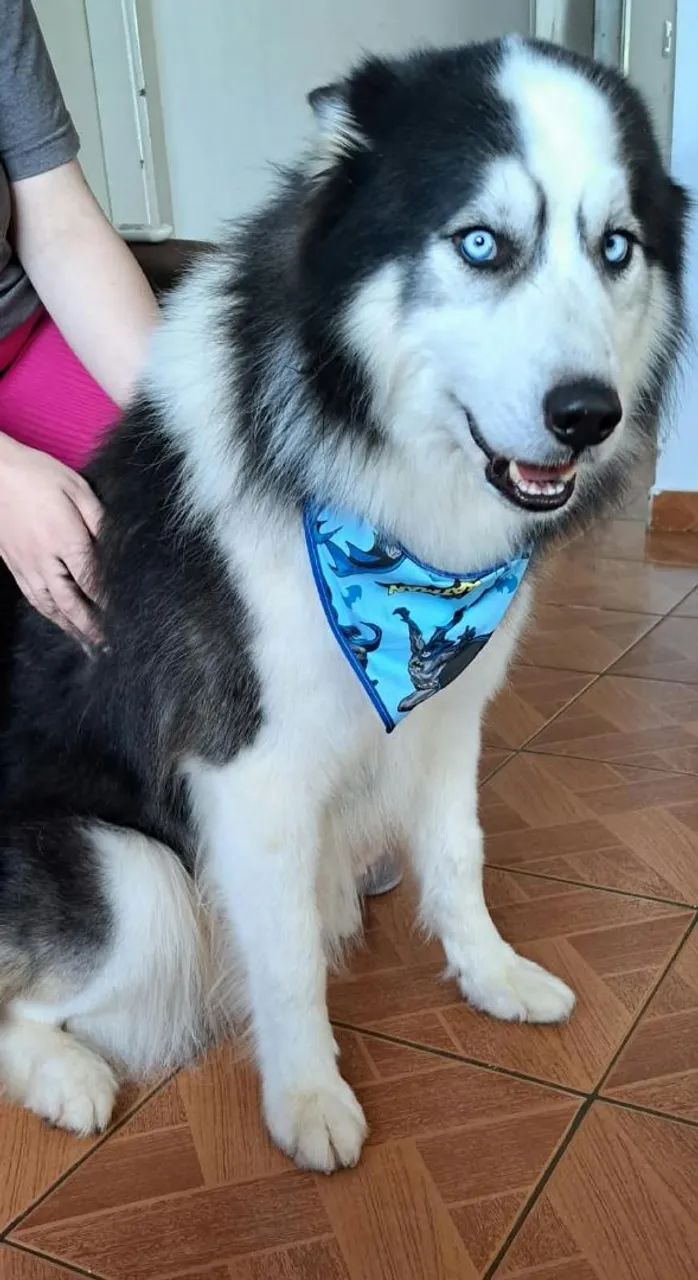 Husky Siberiano - Foto 4
