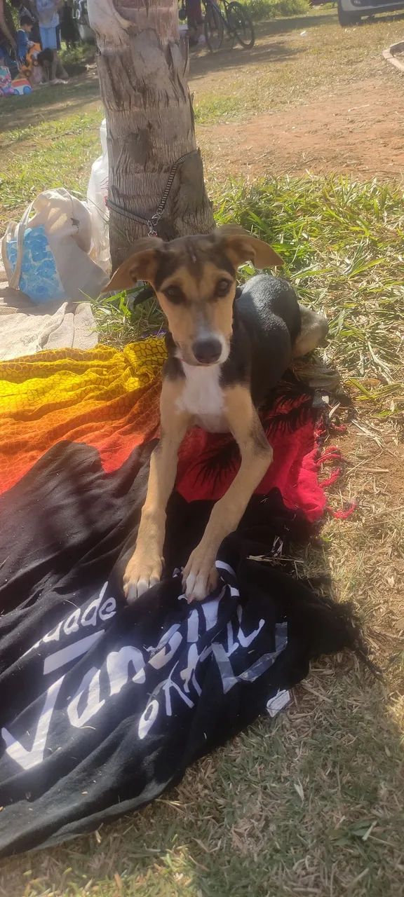 Doação responsável  - Foto 2