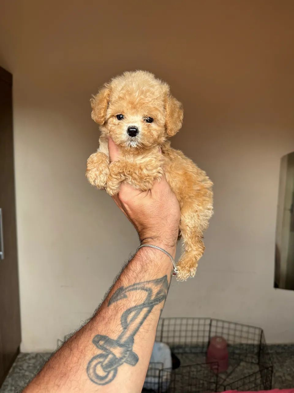 Poodle Toy Macho - Foto 2