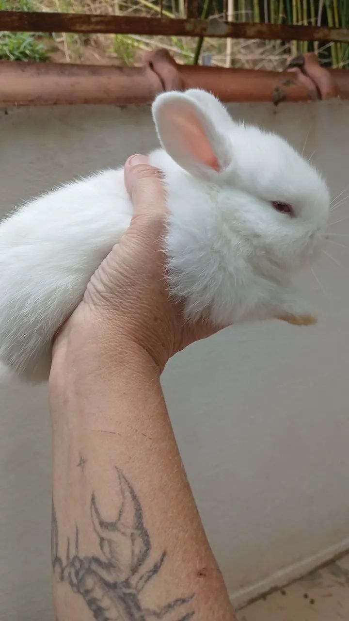 Lindos coelhinhos! - Foto 2