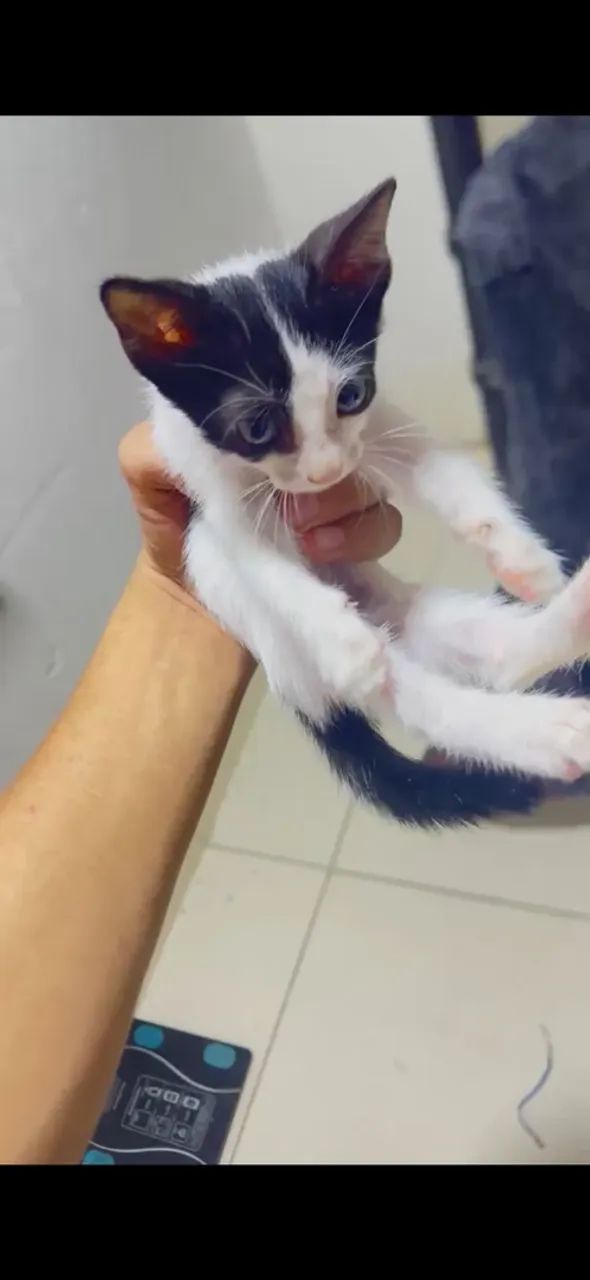 Animais
