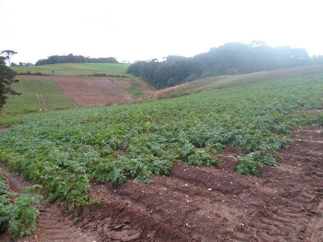 Terreno 1 alqueire e meio